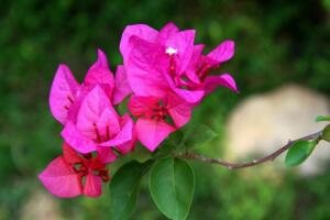 三角梅什么時候扦插最好，3~6月份是最佳扦插時間"