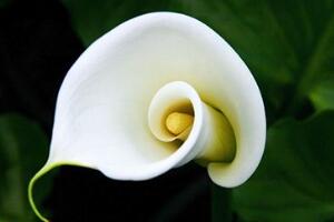 馬蹄蓮怎么施肥，馬蹄蓮的施肥方法"