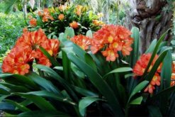 君子蘭開(kāi)花后怎么處理，分為留種處理與不留種處理"