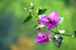 三角梅掉葉子怎么回事，光照過強導致其葉片掉落"