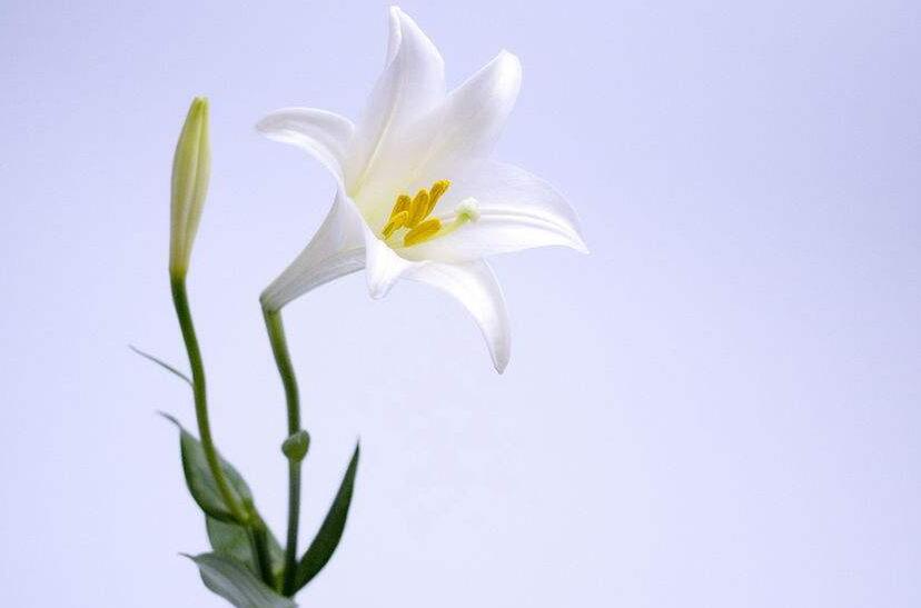 買來的百合花怎么養(yǎng)，需要適合的土壤和澆水"