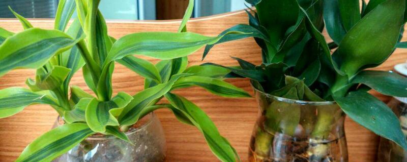 適合在室內(nèi)養(yǎng)的竹"