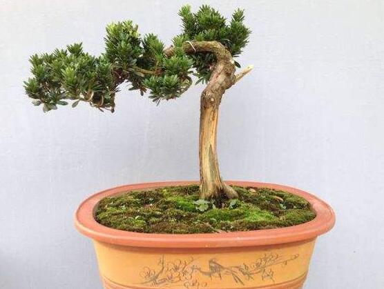羅漢松盆景怎么養(yǎng)，老農(nóng)總結(jié)八大養(yǎng)殖方法"