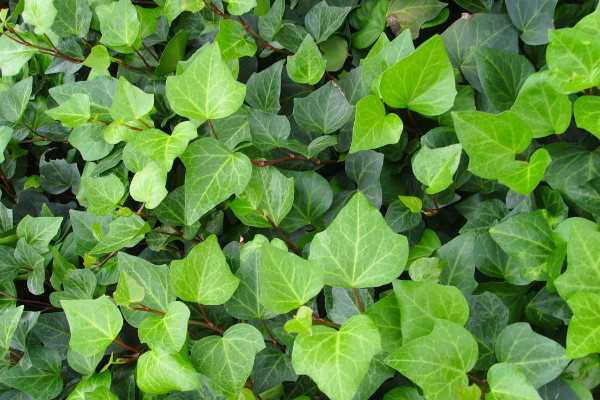 常春藤干枯了還會(huì)活嗎，對(duì)癥下藥就能重?zé)ɑ盍?