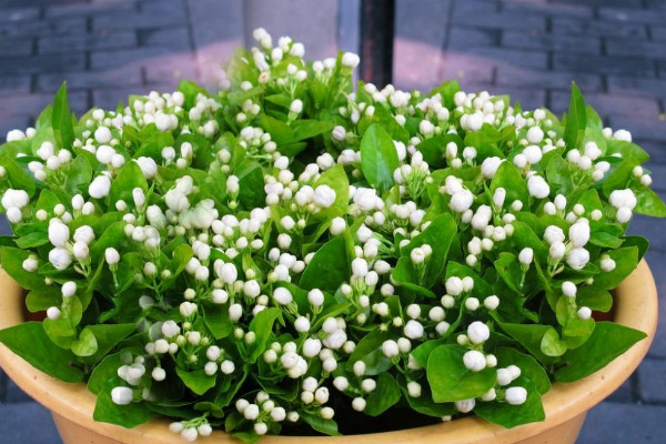 盆栽茉莉的養(yǎng)殖方法和注意事項(xiàng)，每日接受5小時(shí)光照"