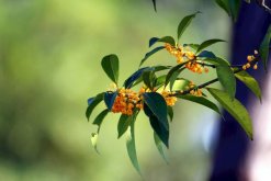 桂花樹(shù)修剪方法圖解，早春是修剪桂花樹(shù)最佳時(shí)期"