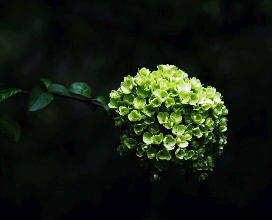 繡球花開(kāi)花后如何修剪，花后一年修剪兩次(春秋季節(jié))"