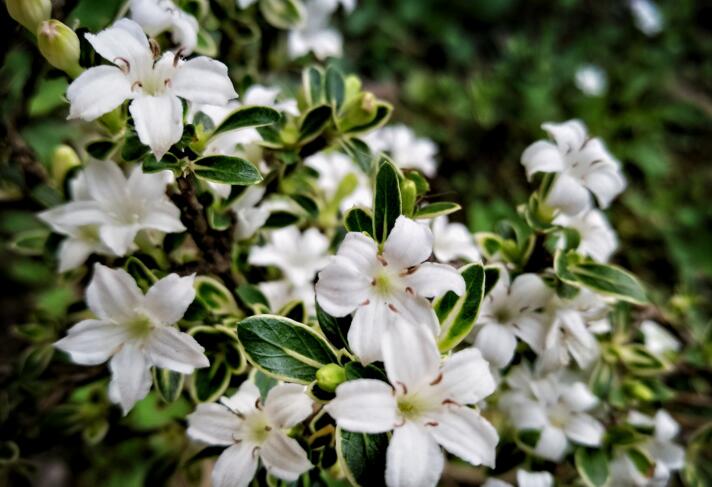 六月雪葉子發(fā)黃脫落怎么辦，分正常落葉和不正常落葉原因"