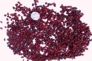 仙客來(lái)種子圖片，仙客來(lái)種子怎么種"