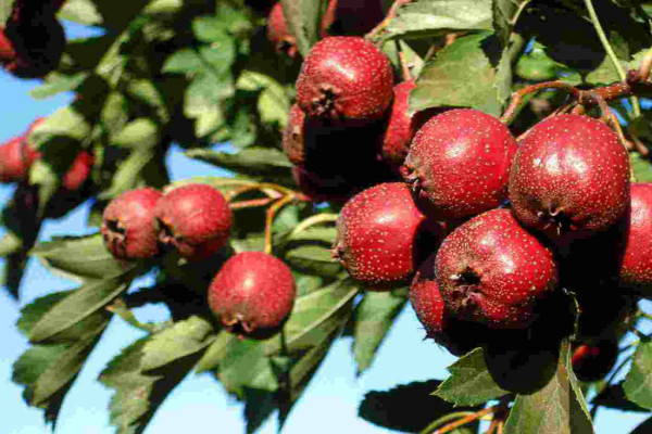 山楂籽能種出來(lái)嗎，播種前可進(jìn)行沙藏"