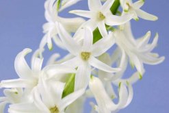 風(fēng)信子的花語(yǔ)和寓意"