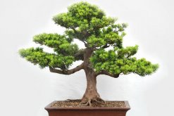 十大羅漢松品種，羅漢松常見品種介紹"