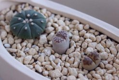 生石花剛種下幾天澆水，最好的方法是濕土種植"