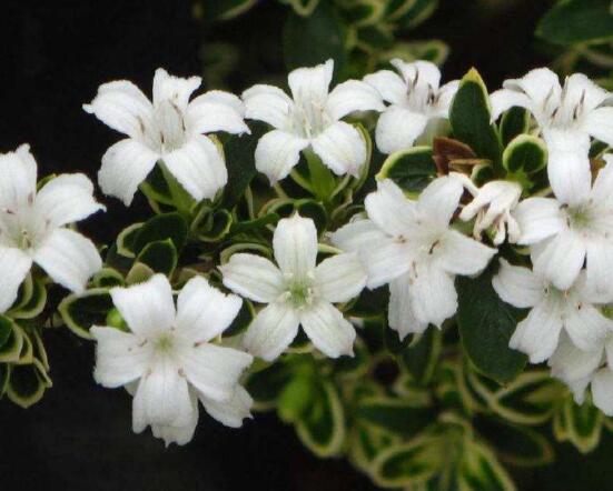 六月雪掉葉子怎么回事，最簡單實效三種解決辦法"