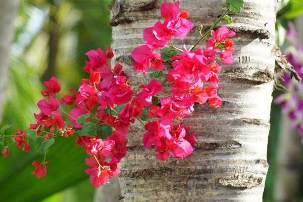 三角梅主干怎樣養(yǎng)粗，及時追肥/修枝剪葉"