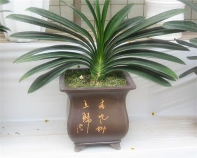 君子蘭不開(kāi)花怎么辦"