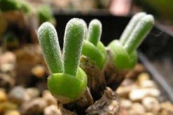 碧光環(huán)多肉怎樣種植，碧光環(huán)種植具體操作步驟"