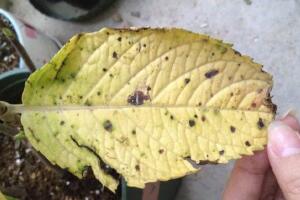 繡球花葉子發(fā)黃原因，繡球花葉子發(fā)黃怎么辦"