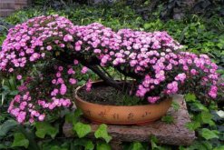 菊花盆栽可以放室內(nèi)嗎，可以放室內(nèi)但不能放臥室"