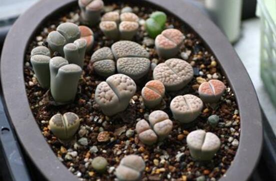 生石花家庭養(yǎng)護，老農(nóng)總結(jié)最實用五大要點"