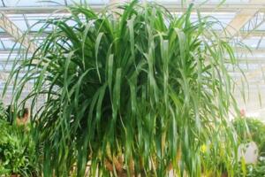 龍血樹葉子下垂怎么辦，可補(bǔ)充光照或控制澆水