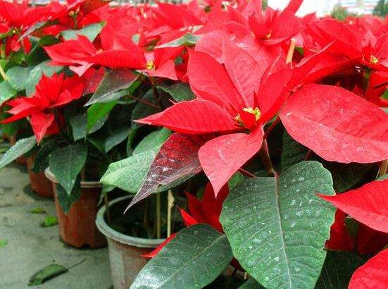 一品紅如何剪枝，春夏季節(jié)修剪最好(兩次摘心)"