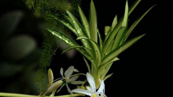 吊蘭常見問題的解決辦法"