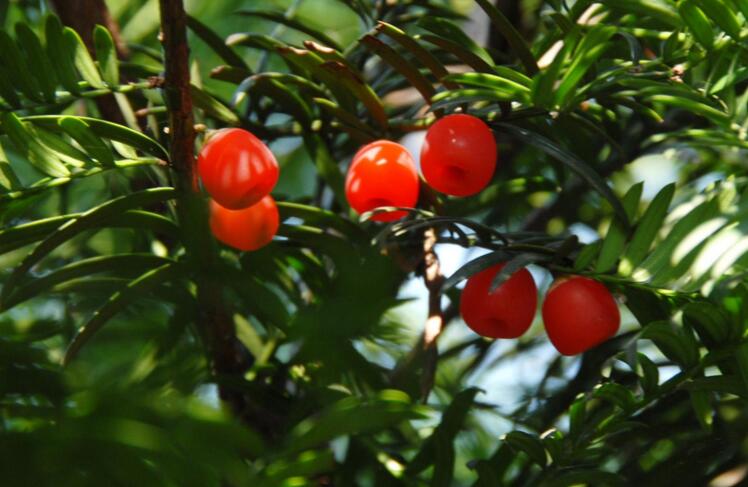 紅豆杉泡水喝有什么作用，不光抗癌還利尿消腫"
