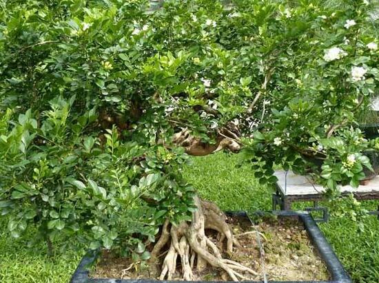 九里香盆景的養(yǎng)殖方法，做好七個(gè)基本養(yǎng)殖要點(diǎn)滿盆花香"