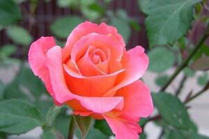 月季什么時候種最合適，月季花的種植方法"