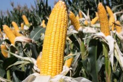 玉米靠什么傳播種子，通過風(fēng)、動物、人進(jìn)行傳播"