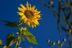 向日葵葉子枯萎怎么辦，分析原因及時處理