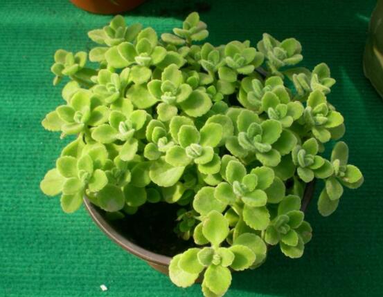 碰碰香扦插方法，教你六點步驟扦插爆盆"