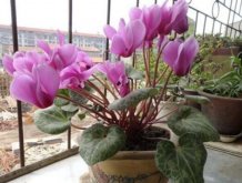 仙客來(lái)花期多久，仙客來(lái)花謝了怎么處理"