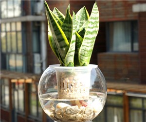 虎皮蘭可以水培嗎"