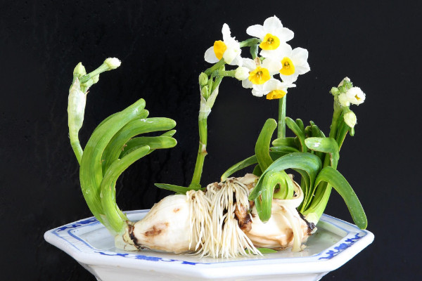 水仙花開完花后怎么處理，修剪殘花沙藏球莖等"