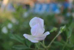 薔薇花病害及防治方法，四種病害的癥狀以及防治"