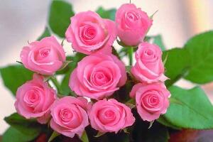 玫瑰花花期有多長時間，玫瑰花不開花怎么辦"