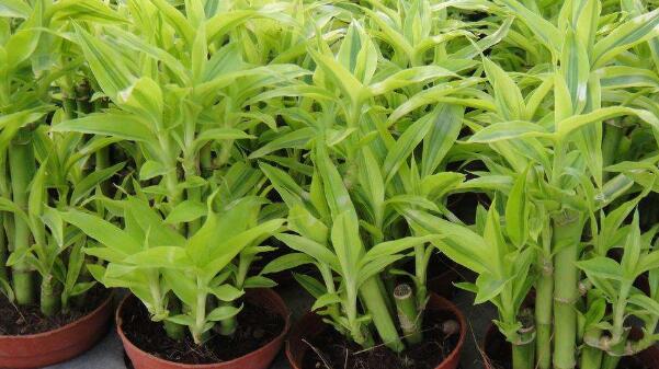 富貴竹怎么種植，富貴竹的養(yǎng)殖方法和注意事項(xiàng)"