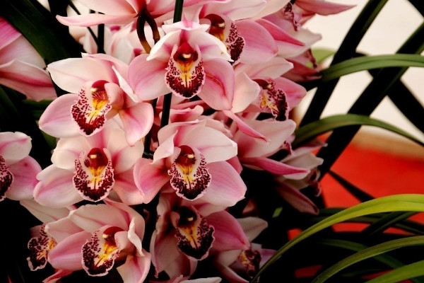 大花蕙蘭的花語是什么，豐盈祥和/高貴雍容"