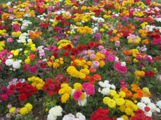 月季花春季管理方法，做好六點(diǎn)必要措施生長(zhǎng)健壯"