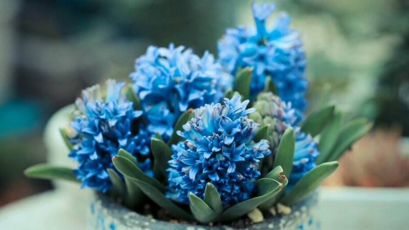 風(fēng)信子怎么養(yǎng)"