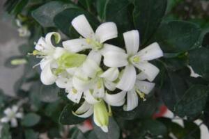 九里香花語是什么，九里香花的寓意象征愛情"