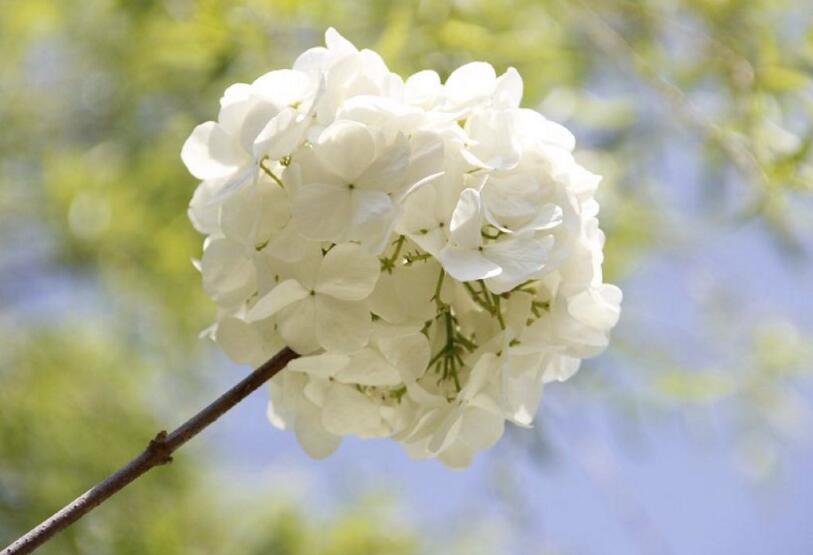 繡球花爛根怎么辦，3種爛根的挽救方法"