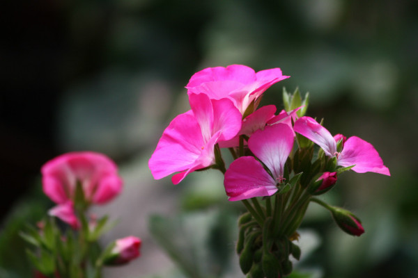 石臘紅怎么養(yǎng)，不可接受強(qiáng)度過高的光照滋養(yǎng)