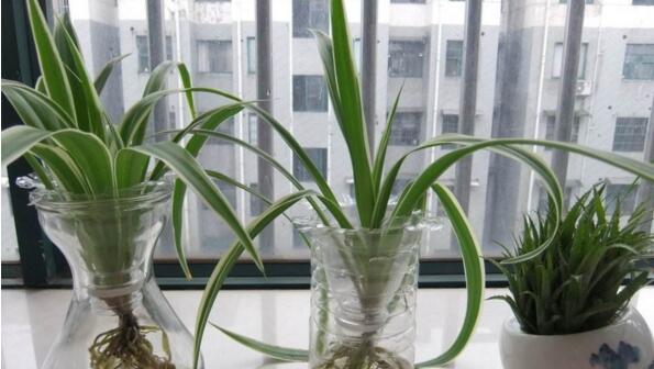 水培吊蘭的養(yǎng)殖方法和注意事項(xiàng)"