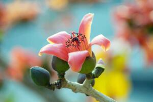 木棉花花語(yǔ)是什么，珍惜身邊的快樂(lè)和幸福"