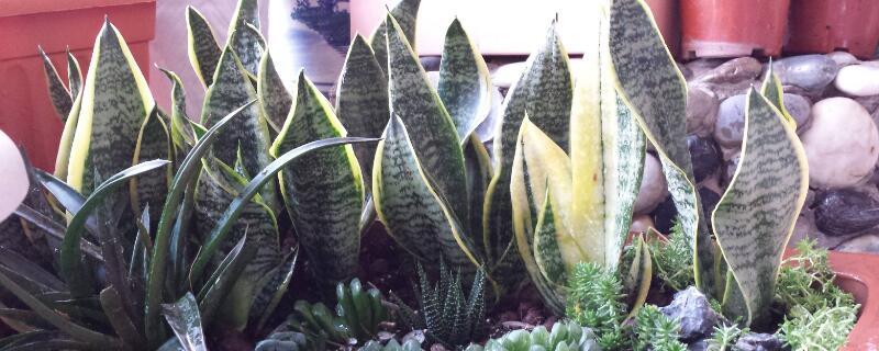 晚上放氧氣的植物"