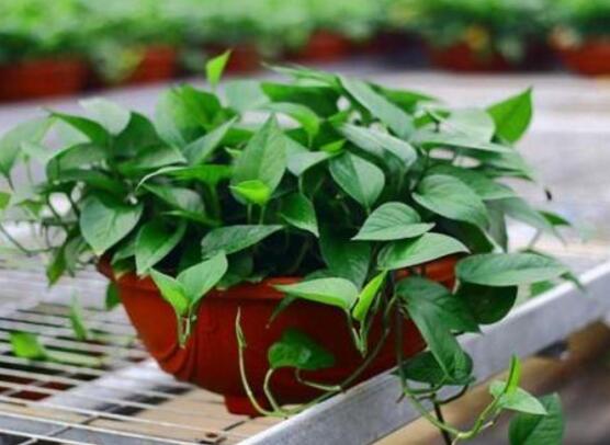 綠蘿什么時(shí)候扦插最好，4-8月是綠蘿扦插最好時(shí)間"