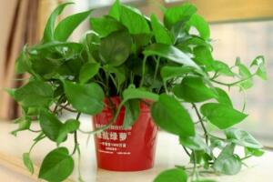 綠蘿怎么養(yǎng)長得快茂密，綠蘿的養(yǎng)殖方法"